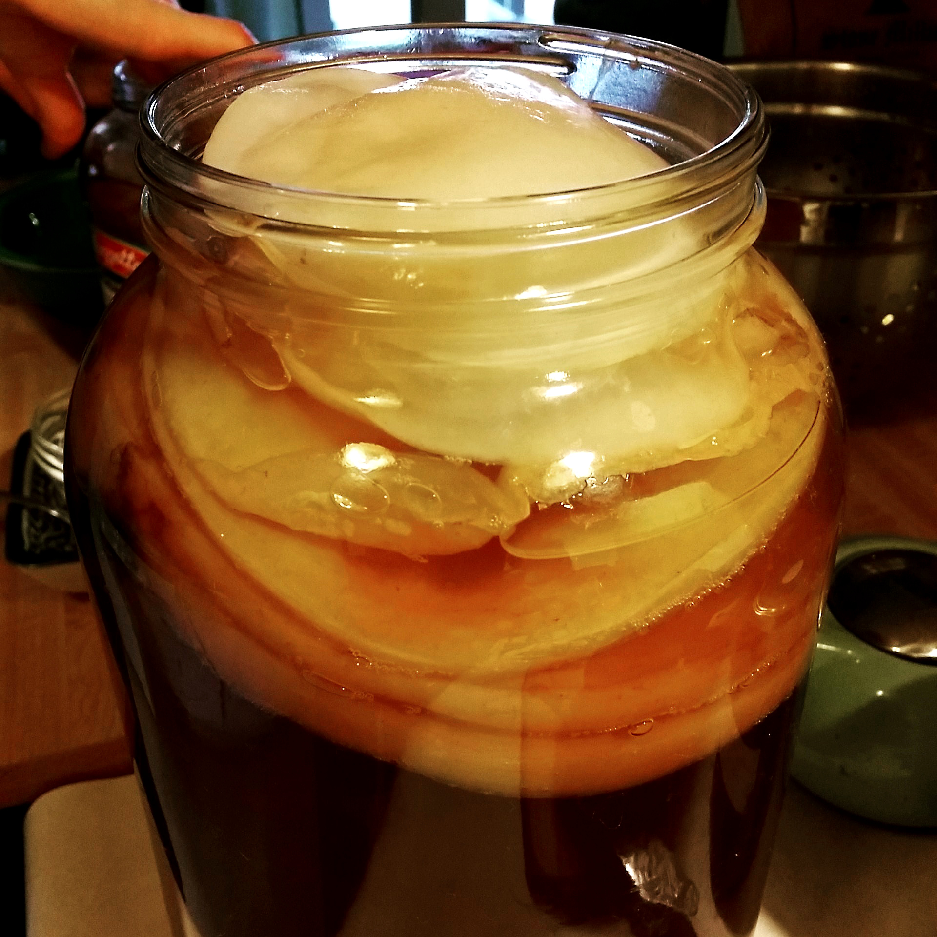 3 Things That Cause Mold on a Kombucha SCOBY – YEABUCHA