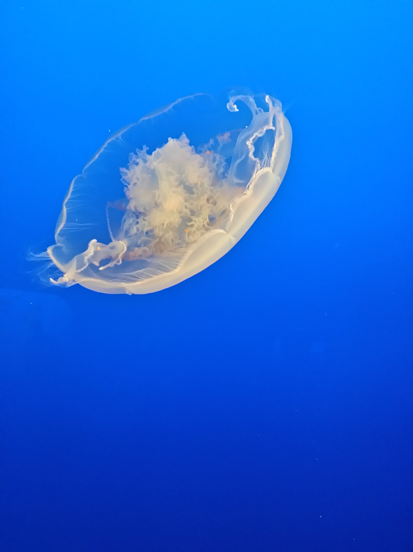 jellyfish 2