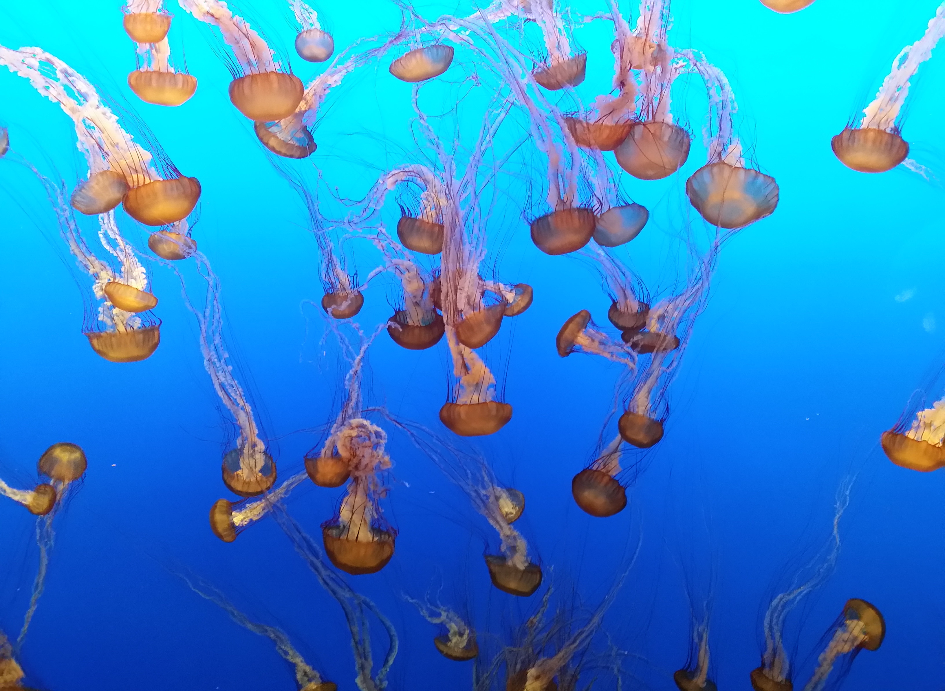 jellyfish 8