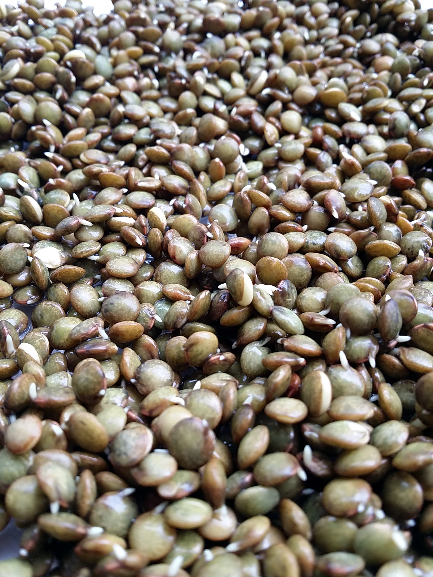 sprouting French green lentils