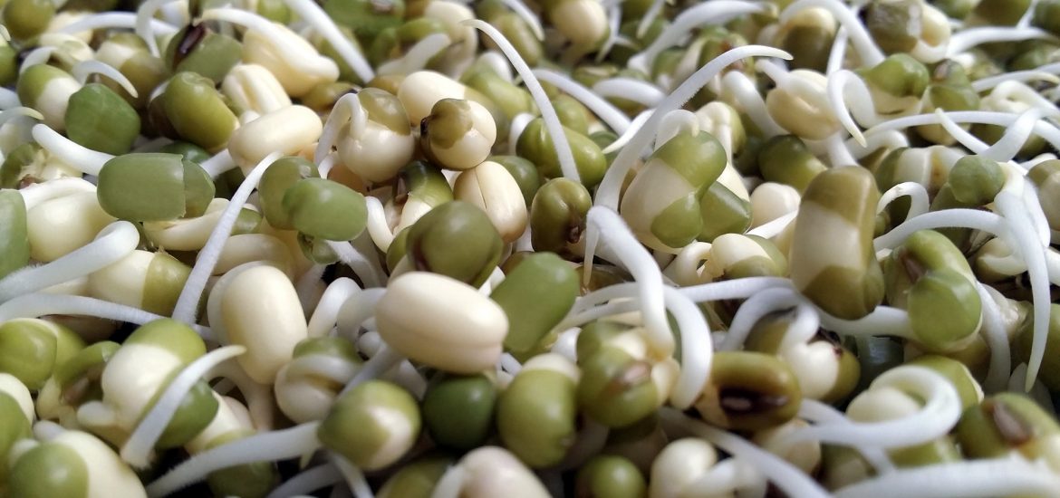 How to Sprout Beans, Grains and Seeds - Zero-Waste Chef