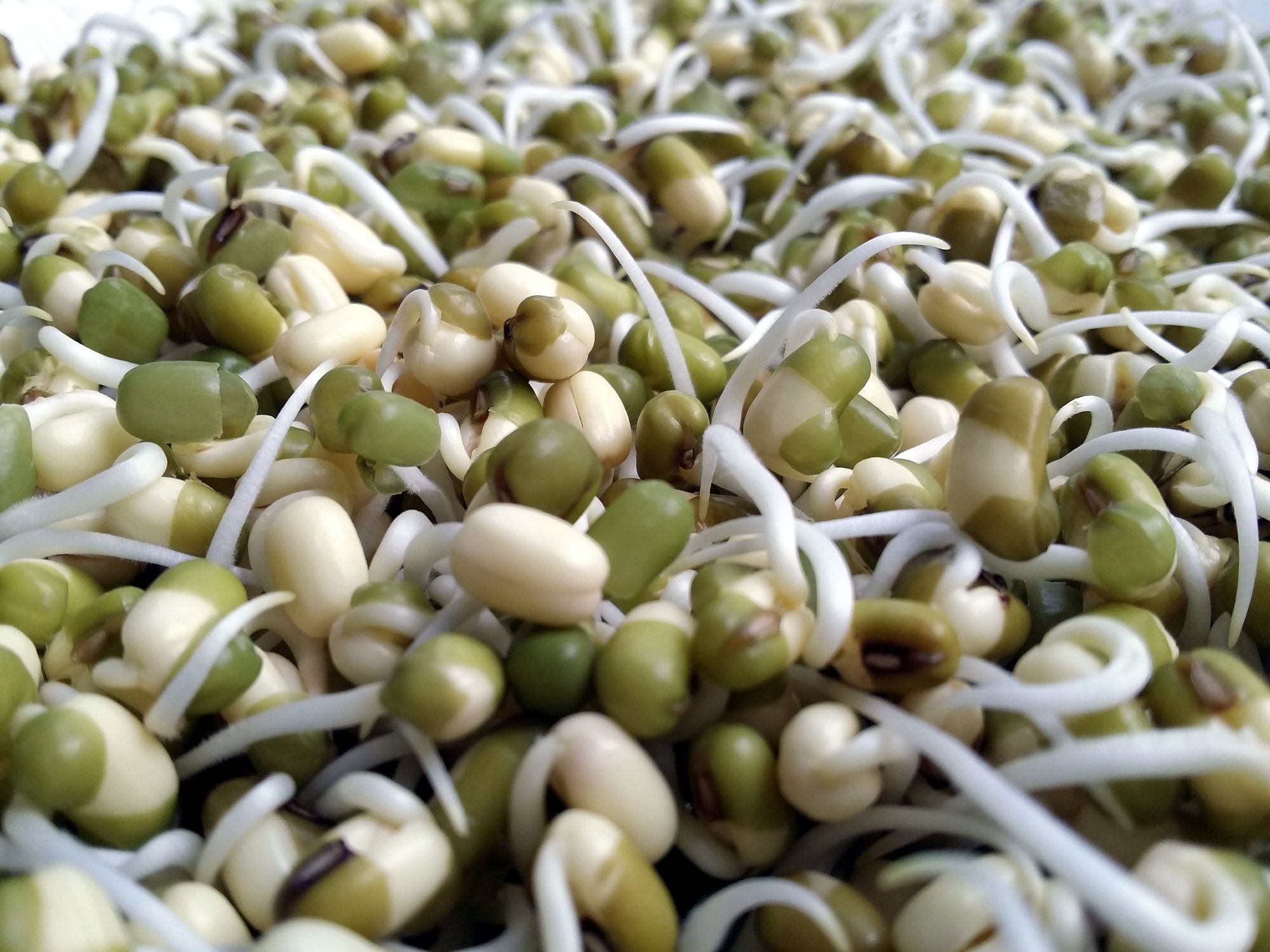 How to Sprout Beans, Grains and Seeds
