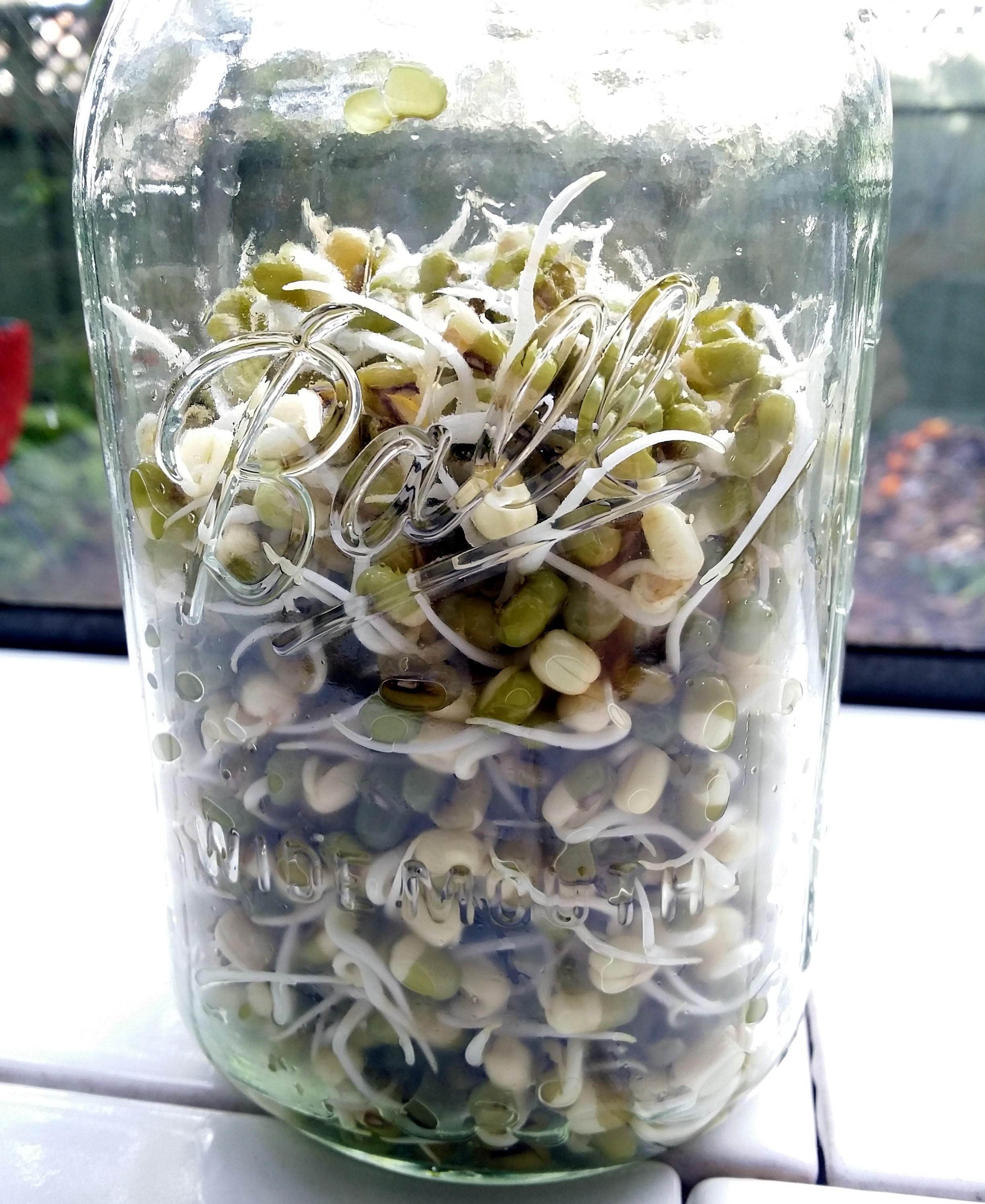 jar of mung bean sprouts