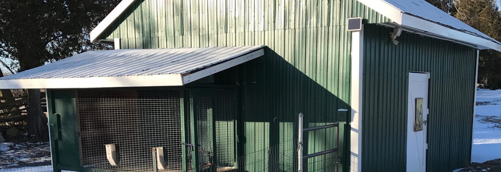 backyard chickens and their deluxe hen house