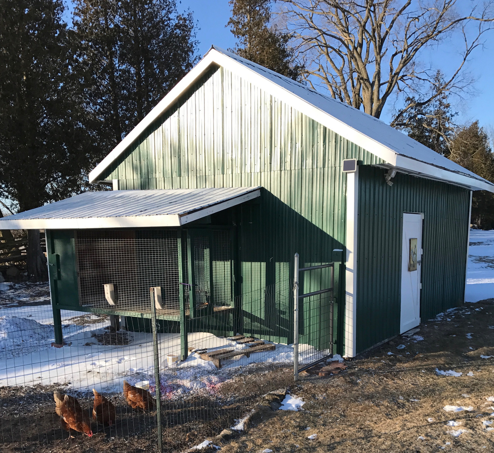 backyard chickens and their deluxe hen house