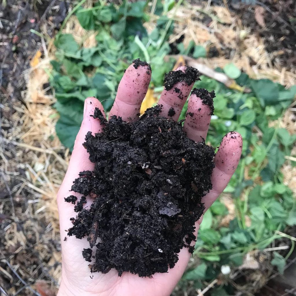 a handful of compost made from food waste