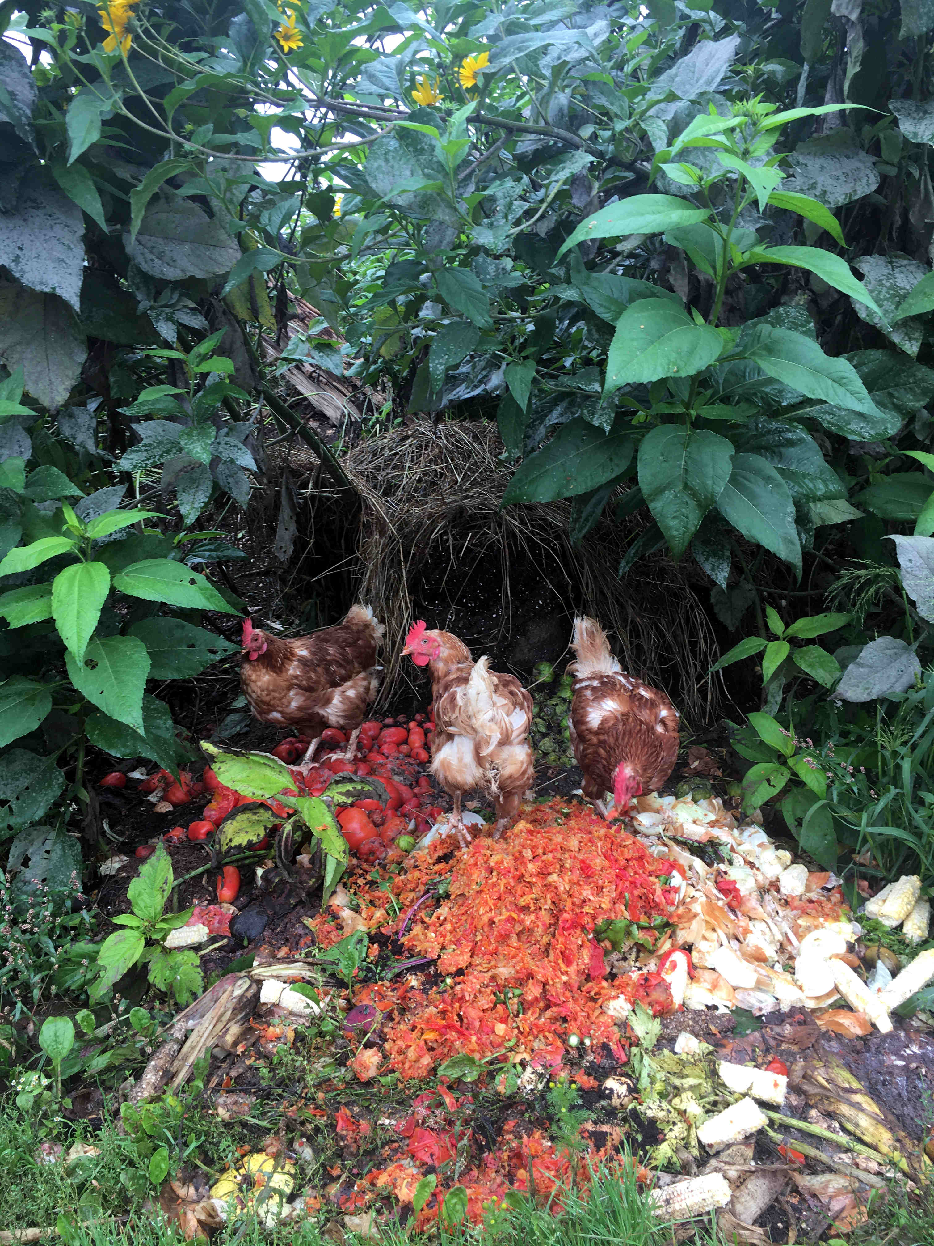 chickens eating food scraps in a compost pile
