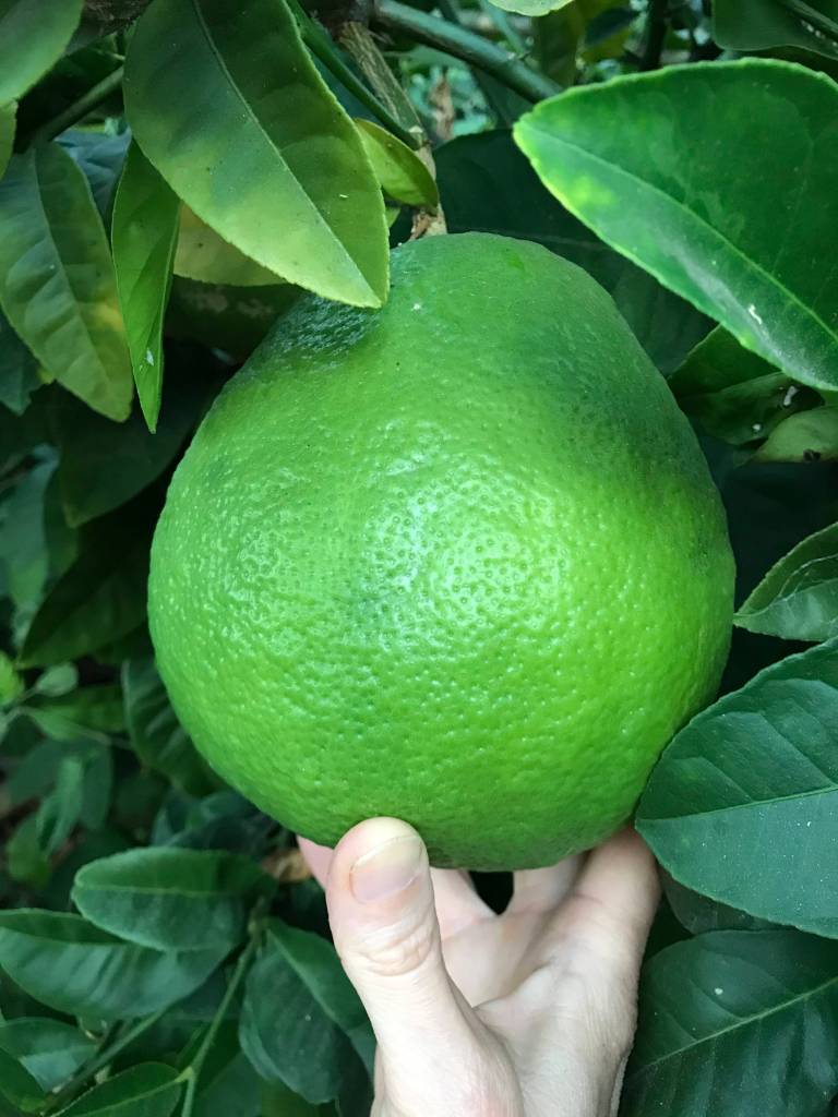 A large green unripe pomelo hangs on the tree, surrounded by lots of large green leaves. A hand upholds the pomelo from the bottom.