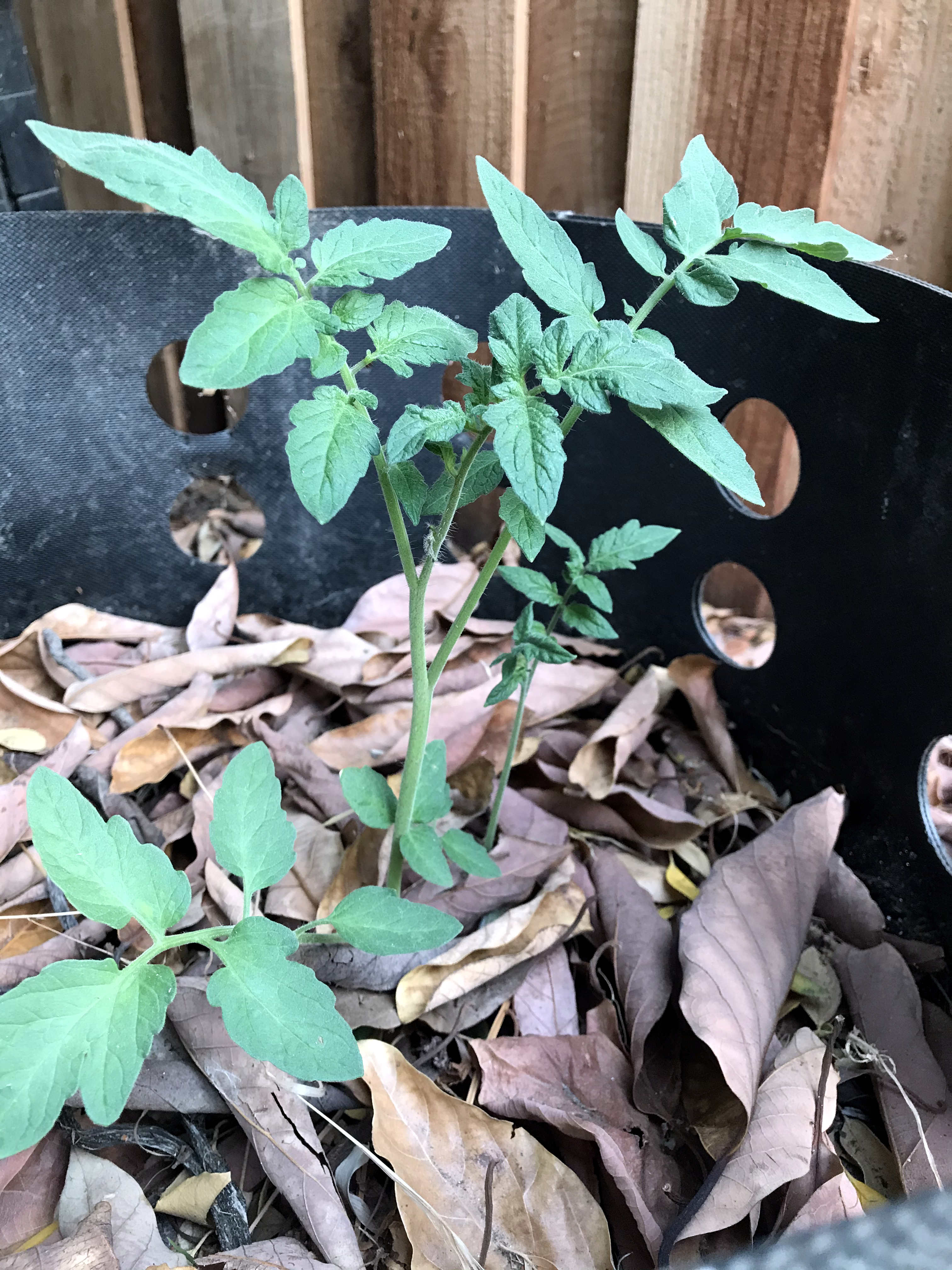 a rogue tomato plant growing in the compost bin