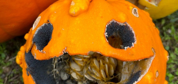 A small carved pumpkin has started to turn moldy along the cut edges of its mouth and eyes. It sits on the grass with two other pumpkins behind it.