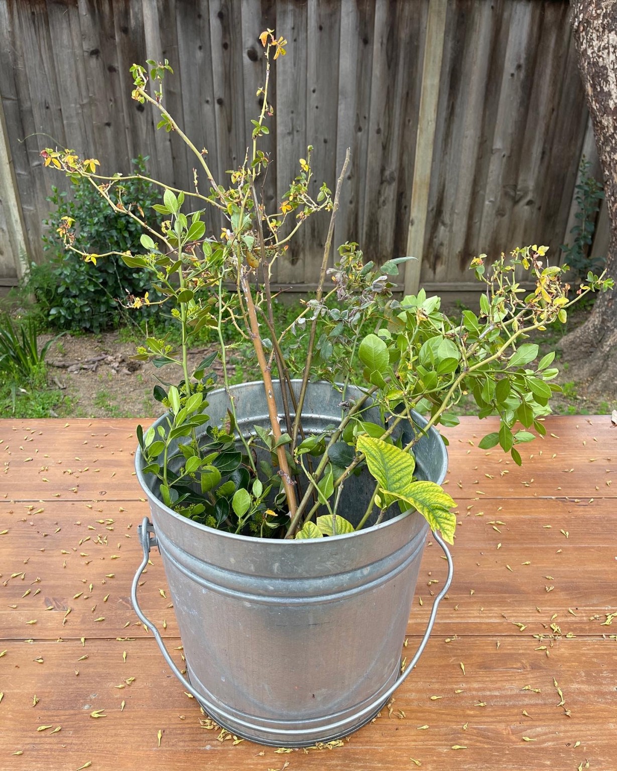 13 Tips for Plastic Free Gardening on the Cheap ZeroWaste Chef