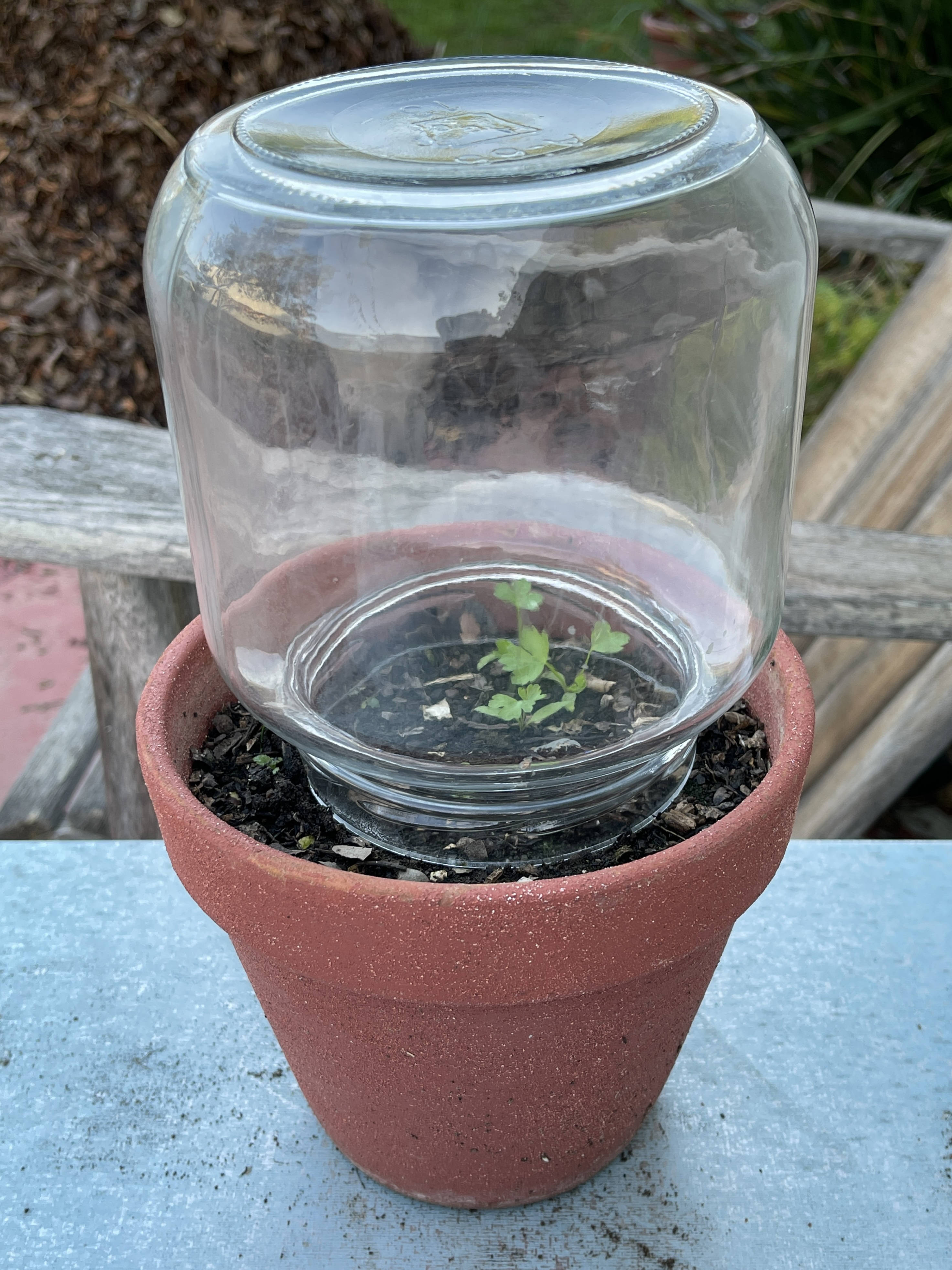 A glass jar covering a seeding in a terracotta pot protects it from frost for plastic-free gardening