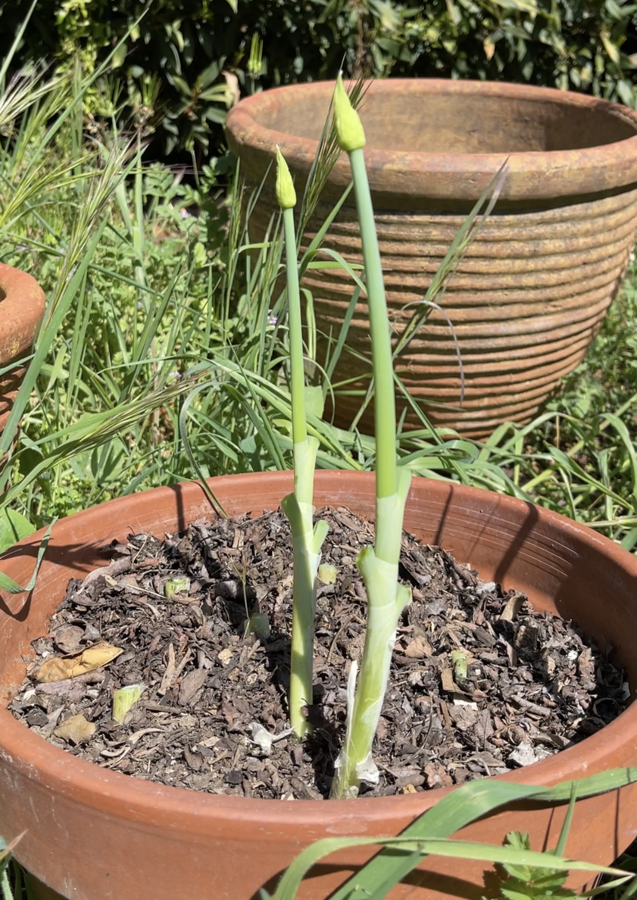 Two green onions in a terra cotta pot outside. They are going to seed at the ends.