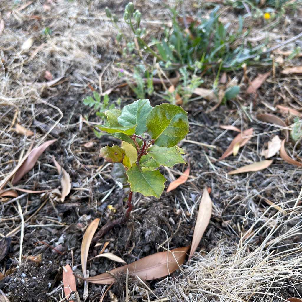 A 4-inch native oak tree planted in the soil