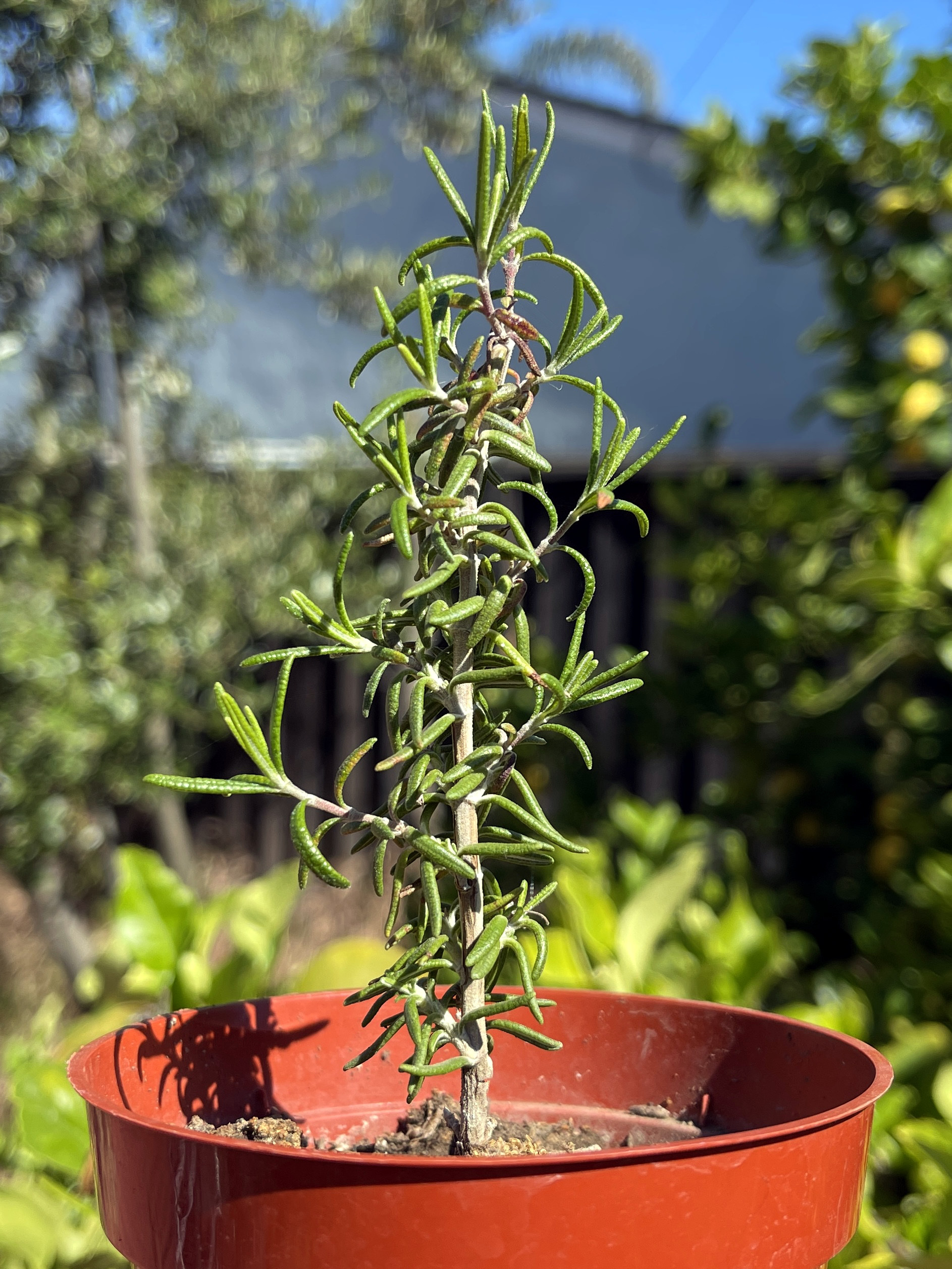 rosemary regrown from a sprig