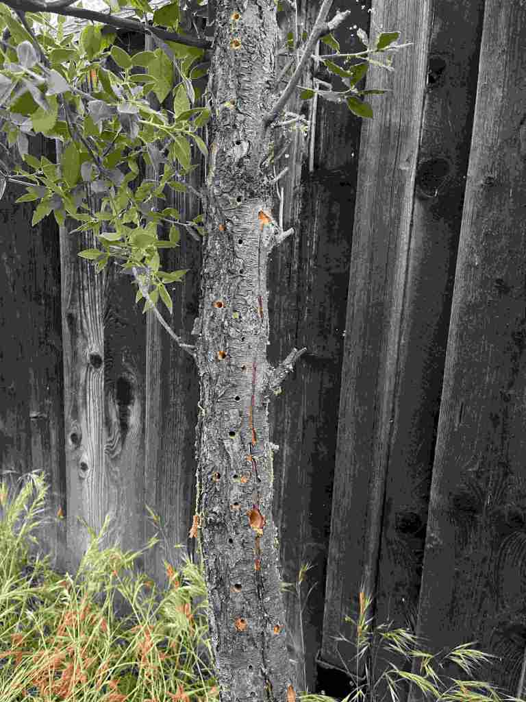 A snag with holes drilled on the east and southeast sides for bees to nest into