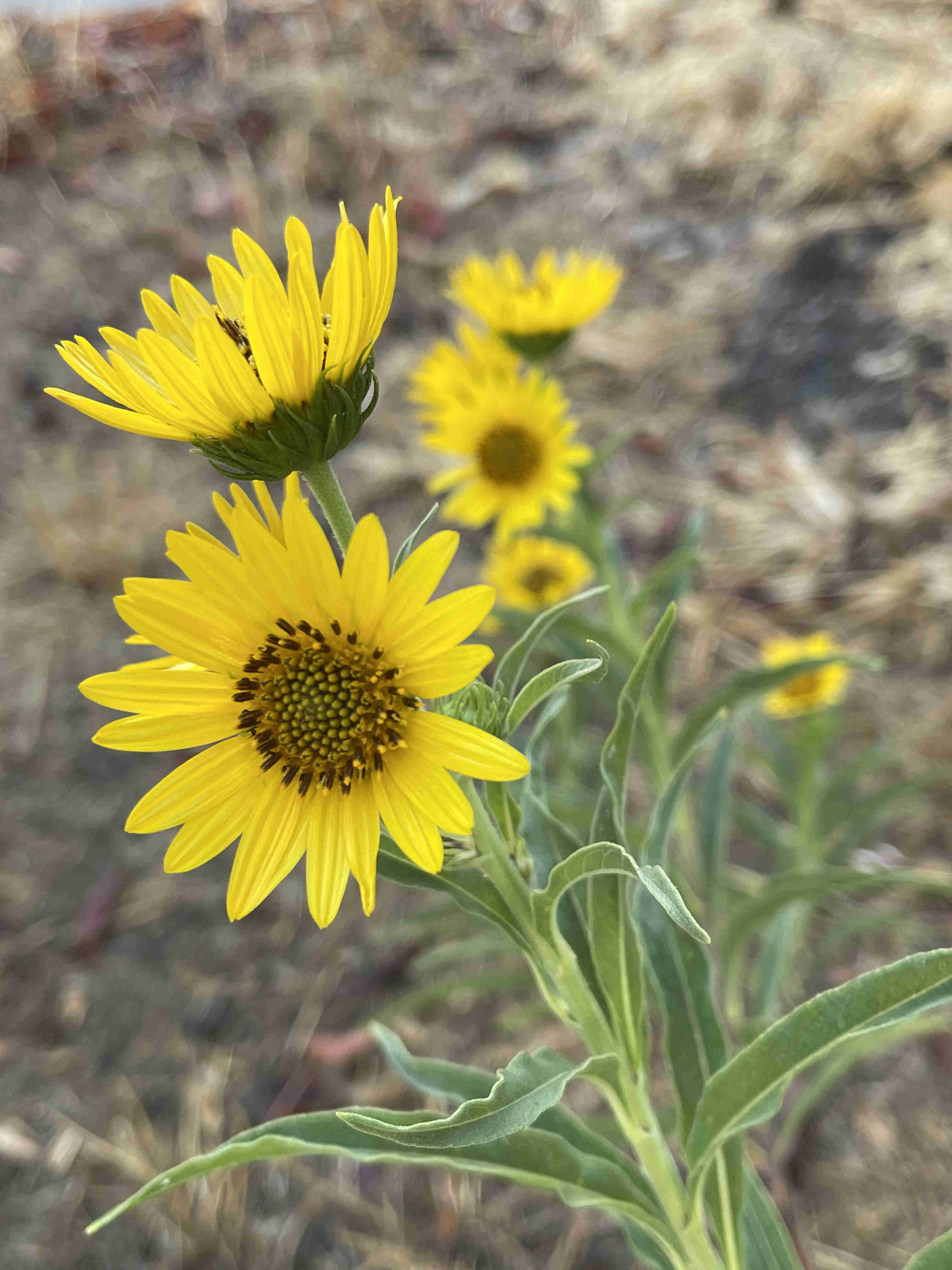 Yellow native California sunflowers blooming. They have long thin green leaves.