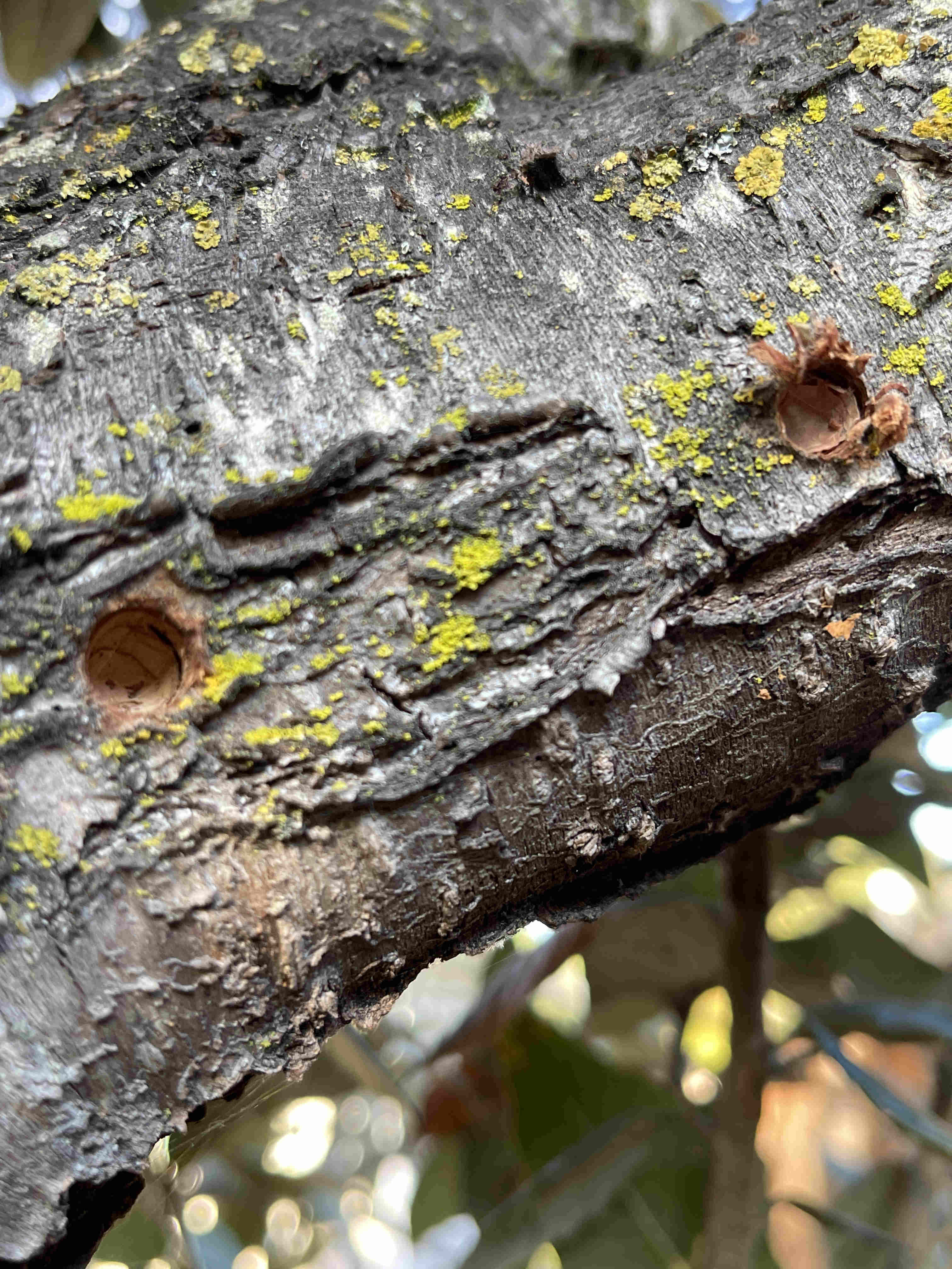 Two leafcutter bee nesting sites tunnels drilled into a snag