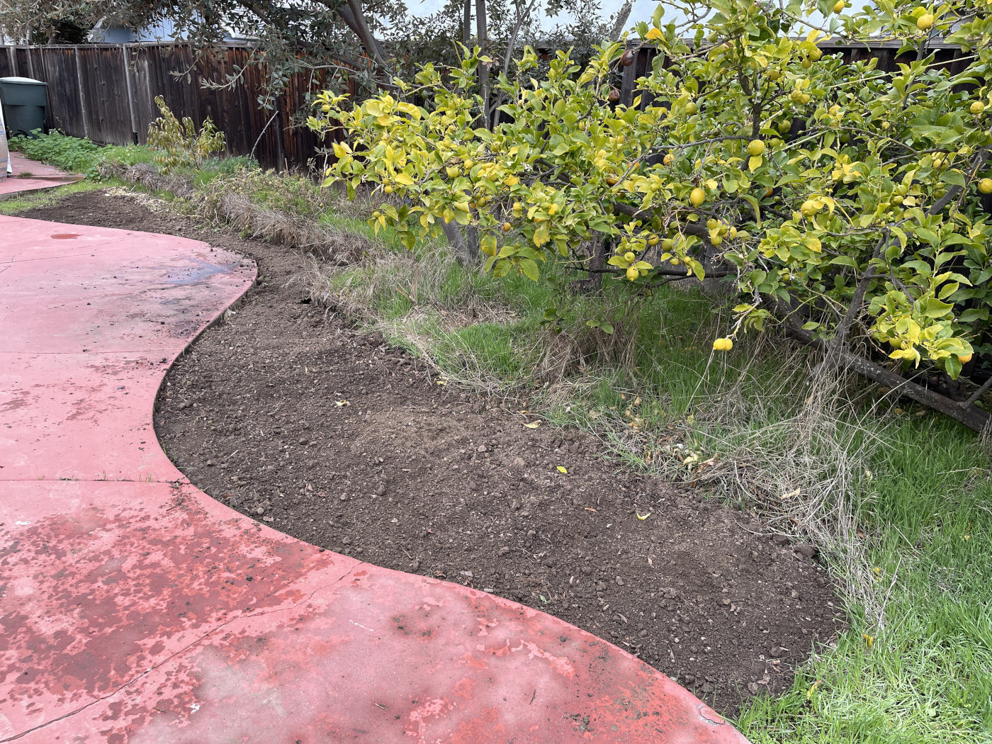 Soil filling in a bed next to a terra cotta colored cement patio. A lemon tree grows in behind the garden bed.