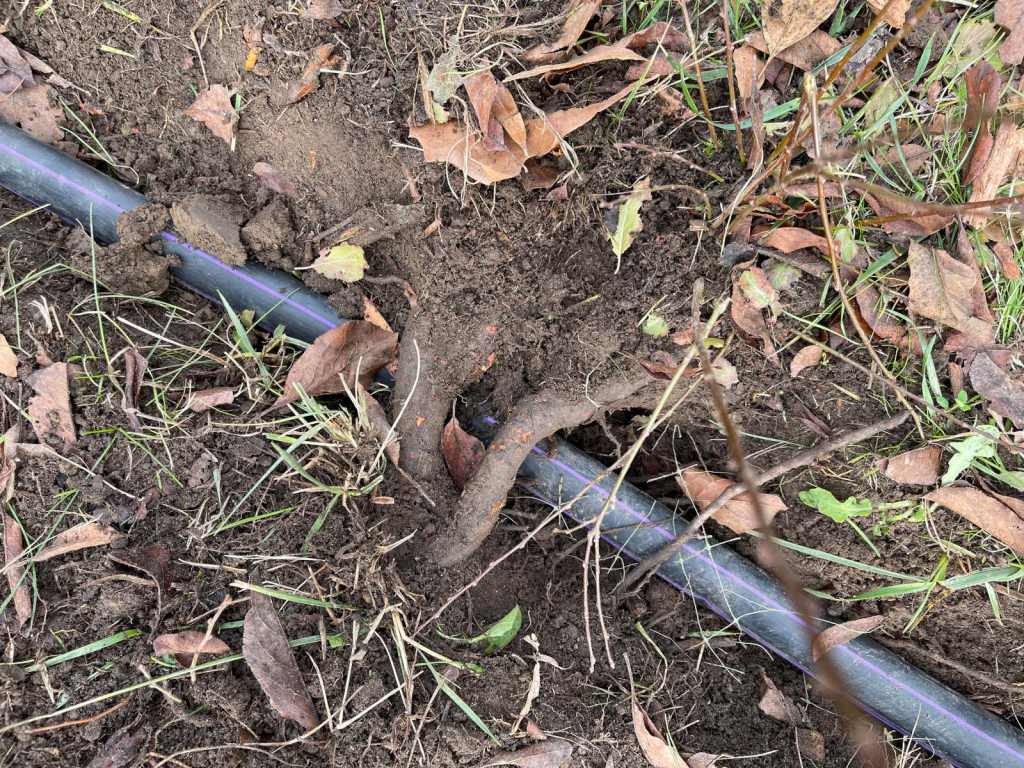 Black greywater system tubing runs underneath tree roots