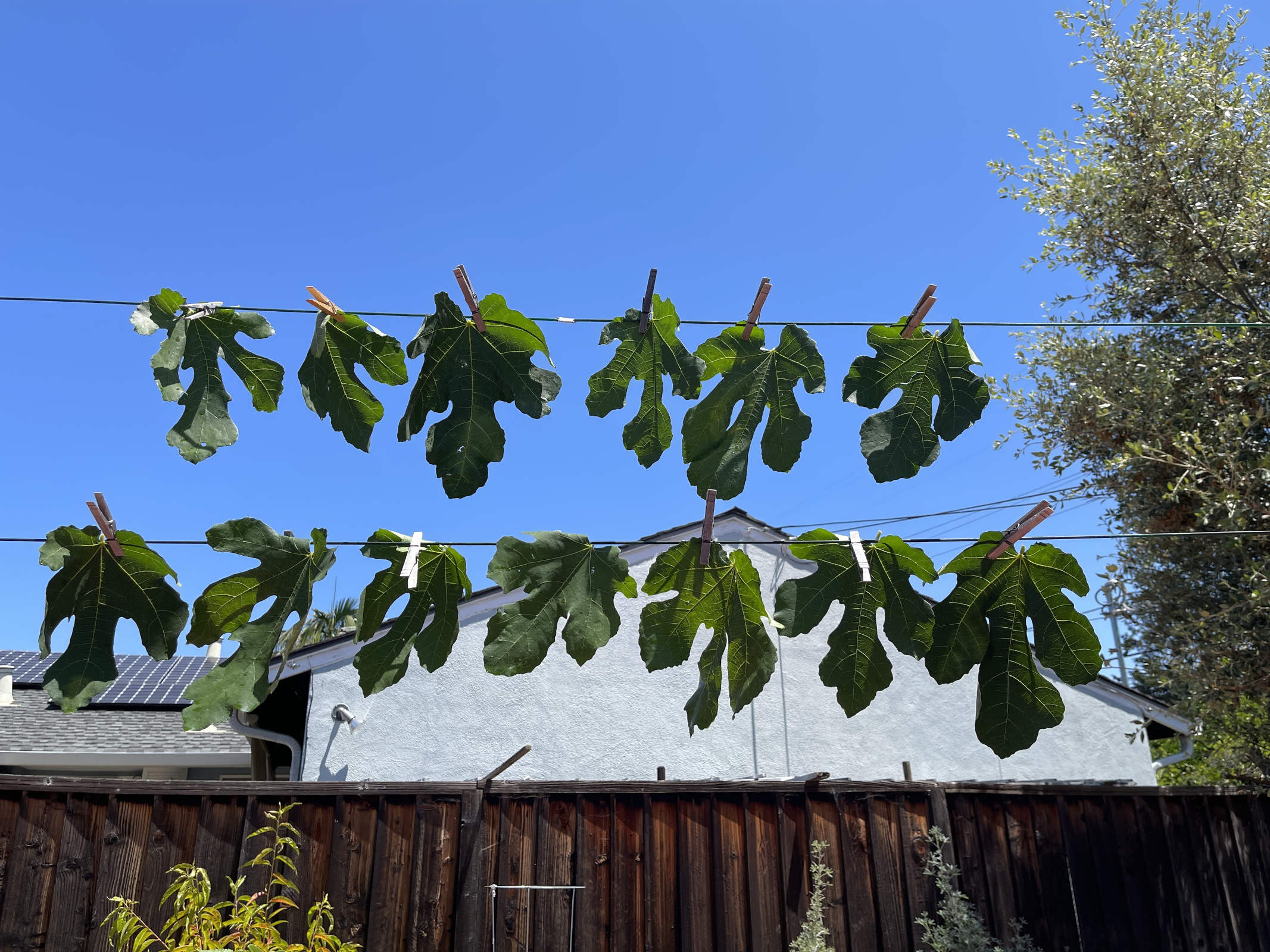 13 washed fig leaves drying on a clothesline