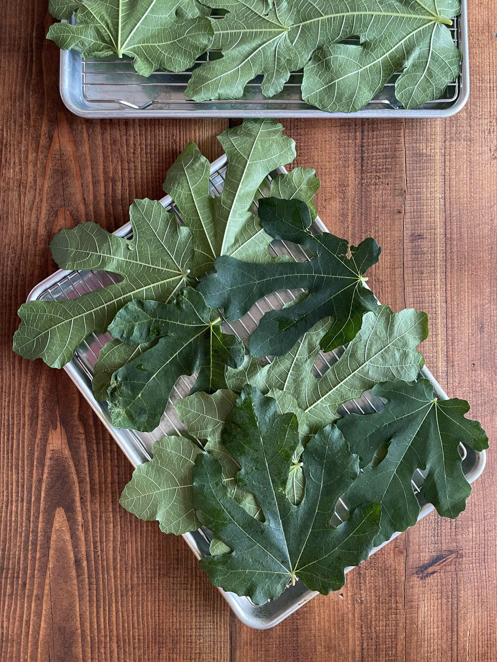 Many fig leaves are arranged on a cooling rack set inside baking sheets. The baking sheets are sitting on a dark wooden background.