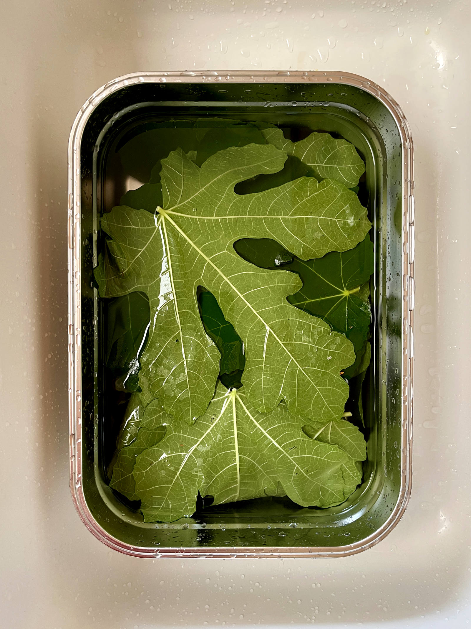 fig leaves submerged in a metal tub of water set in a white sink