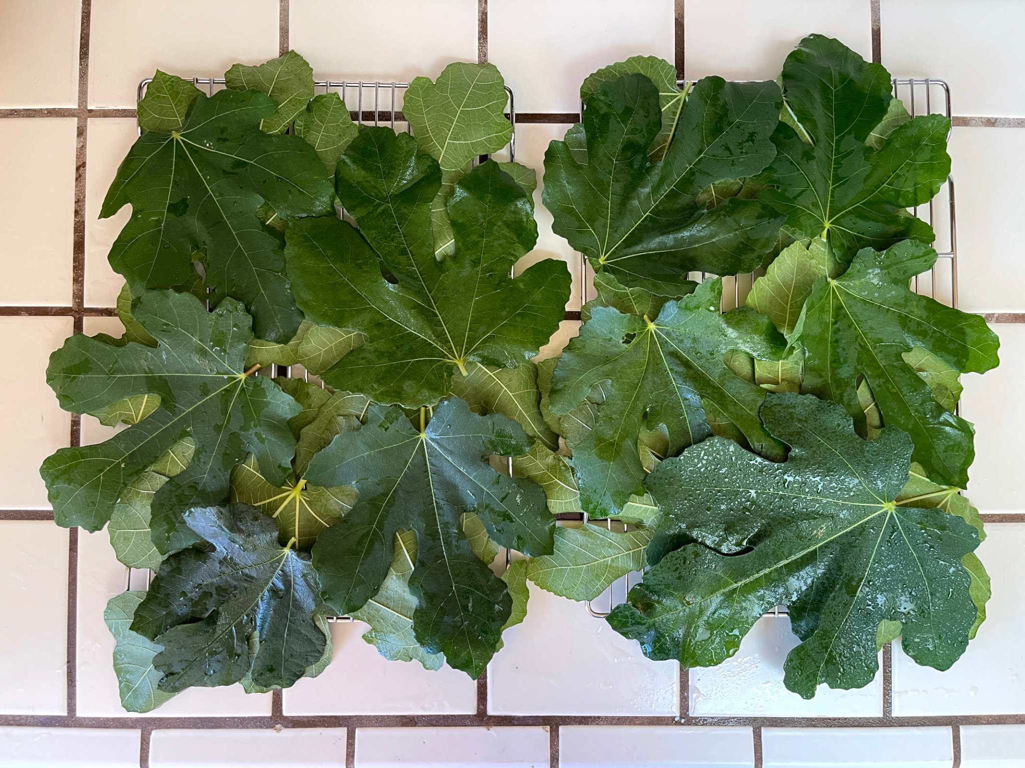 How to Make Fig Leaf Tea with Foraged Fig Leaves ZeroWaste Chef
