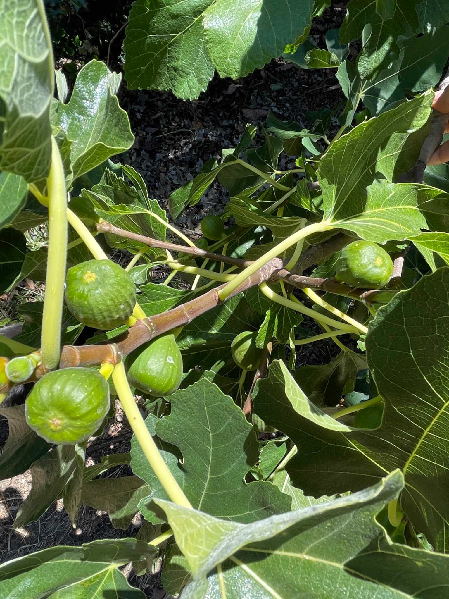 How to Make Fig Leaf Tea with Foraged Fig Leaves ZeroWaste Chef