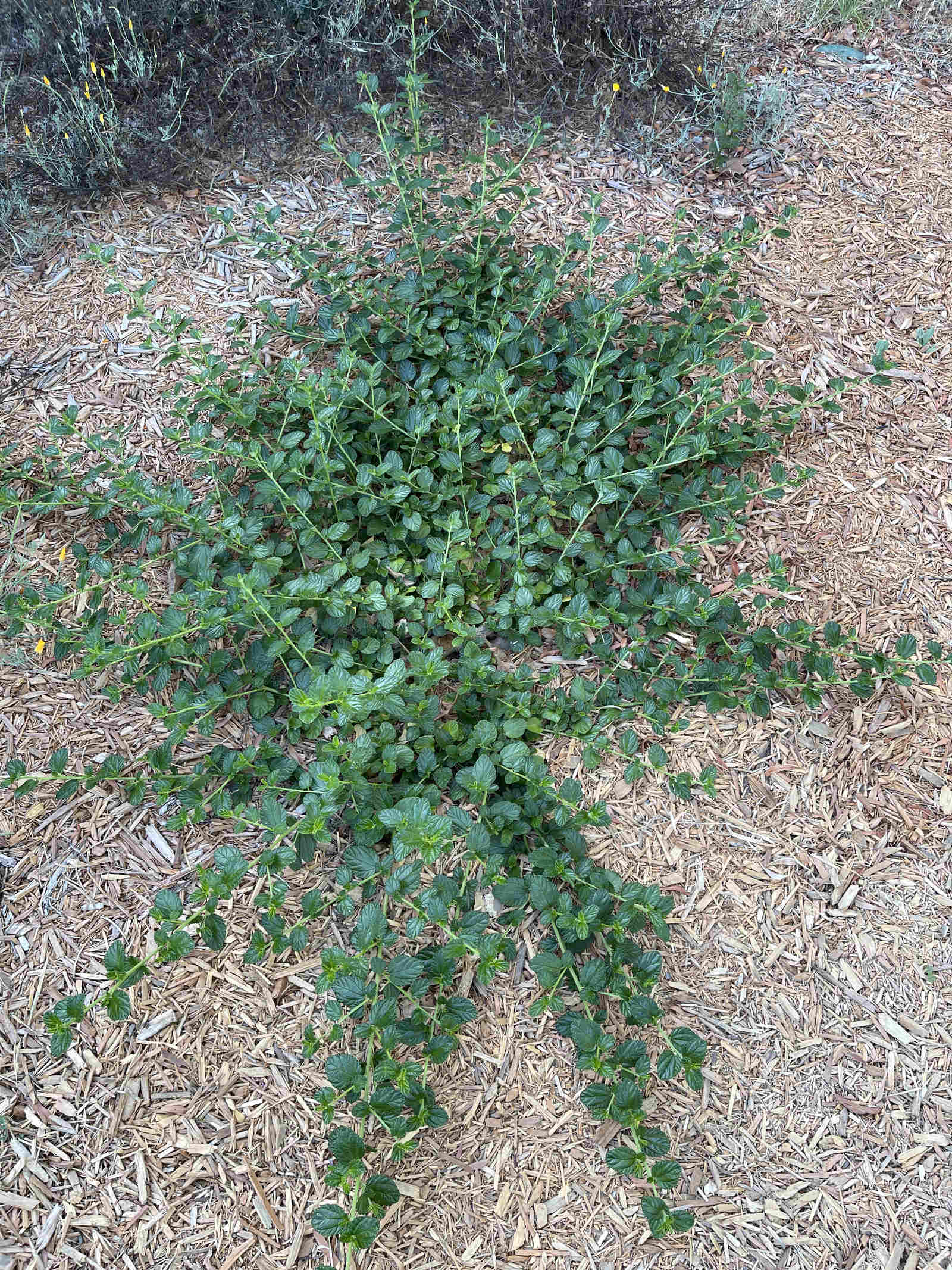 A spreading ceanothus plant growing in a yard. Light colored wood mulch covers the soil.