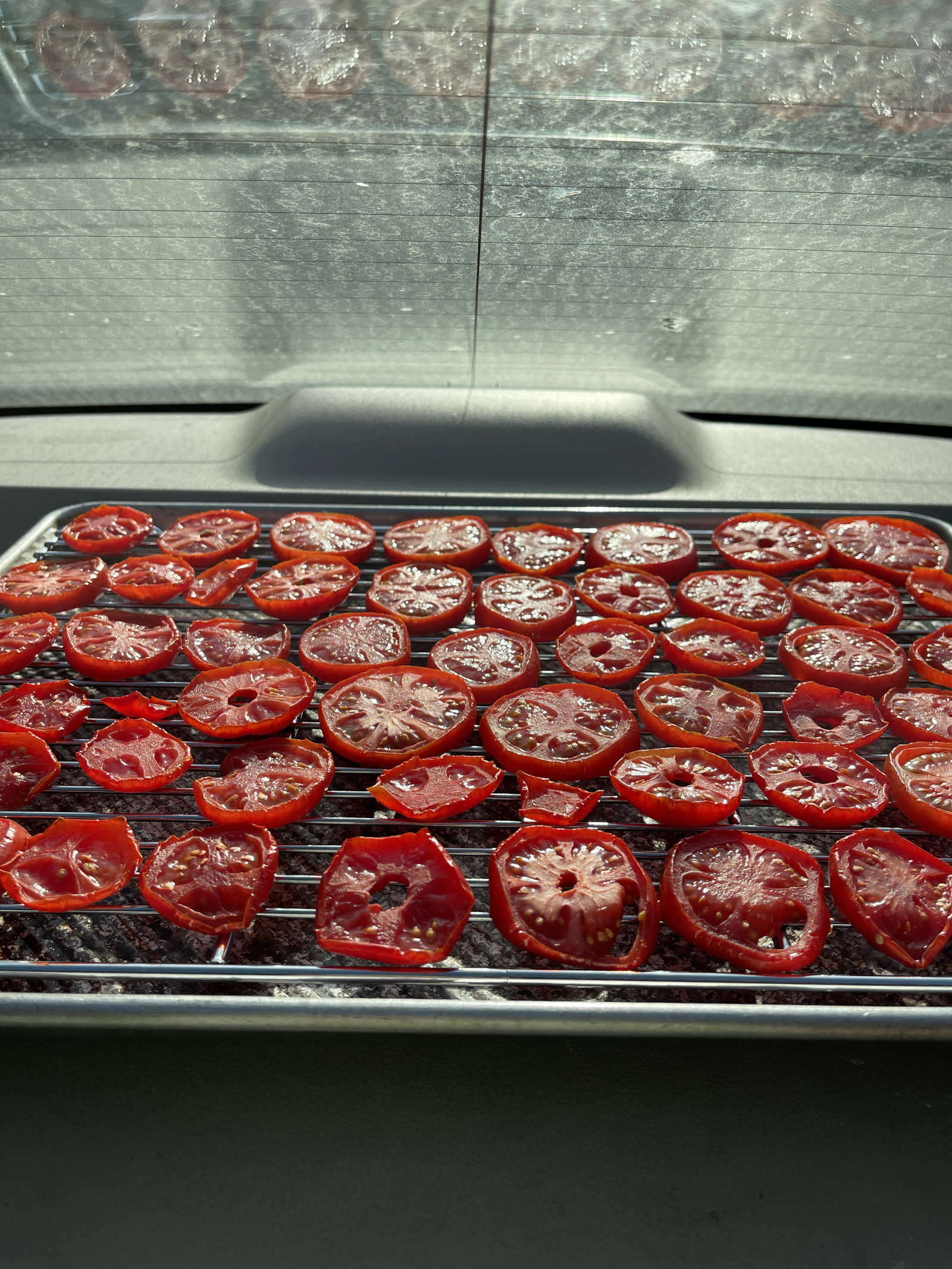 Fresh tomato slices dehydrating under the rear windshield of a car on a hot day. The tomatoes are spread across a rack set in a baking sheet.