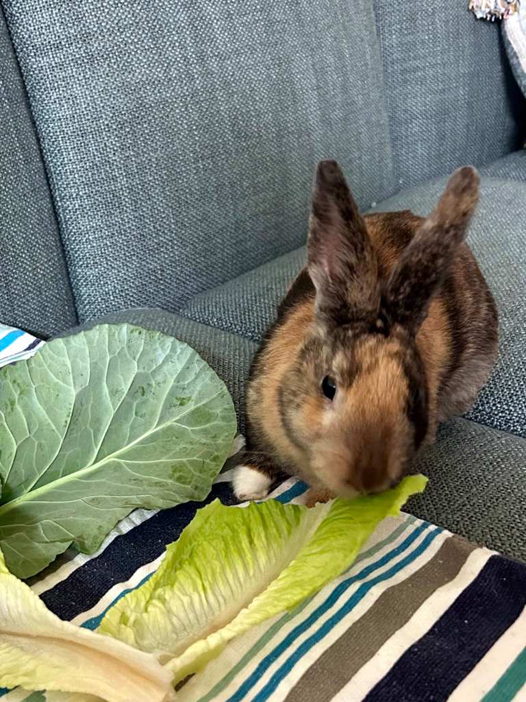 A brown and tawny rabbit eats romaine lettuce while he sits on a blue sofa