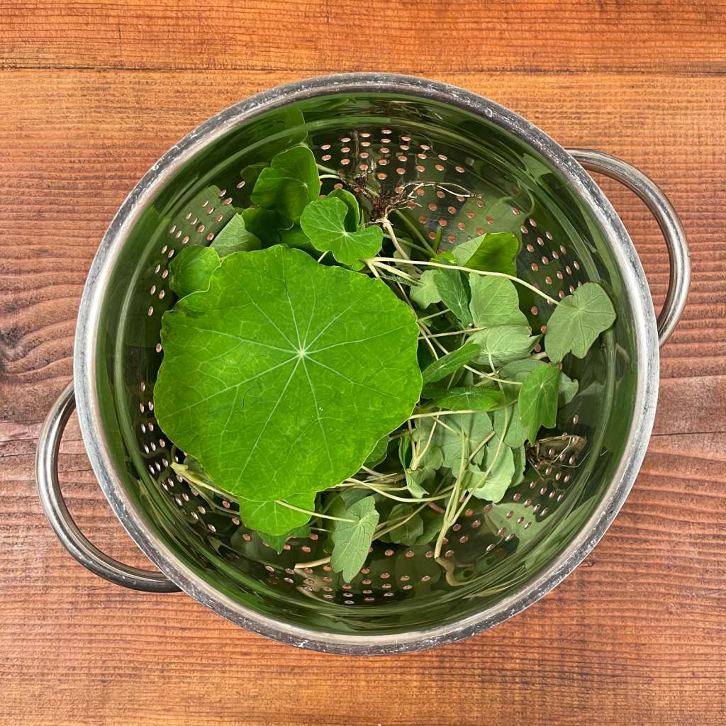 Picked nasturtium leaves sit inside a stainless steel colander before washing. The colander sits on a wooden background.