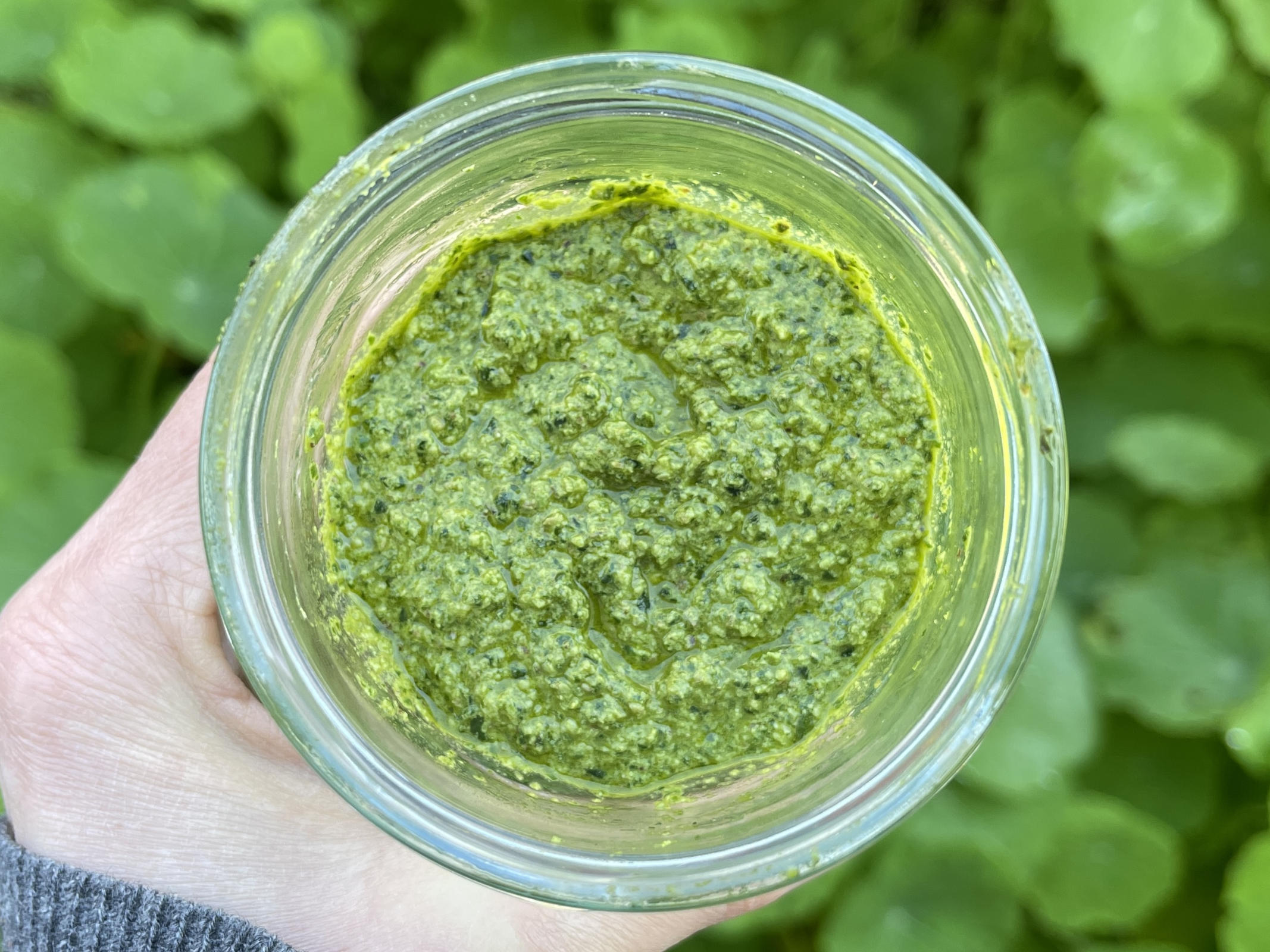 A hand holds a jar of nasturtium spinach pesto. In the background grow bright green nasturtium plants.