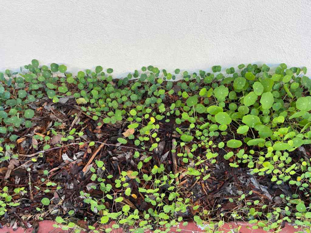 Young nasturtiums growing in the soil. Behind them is a beige wall.
