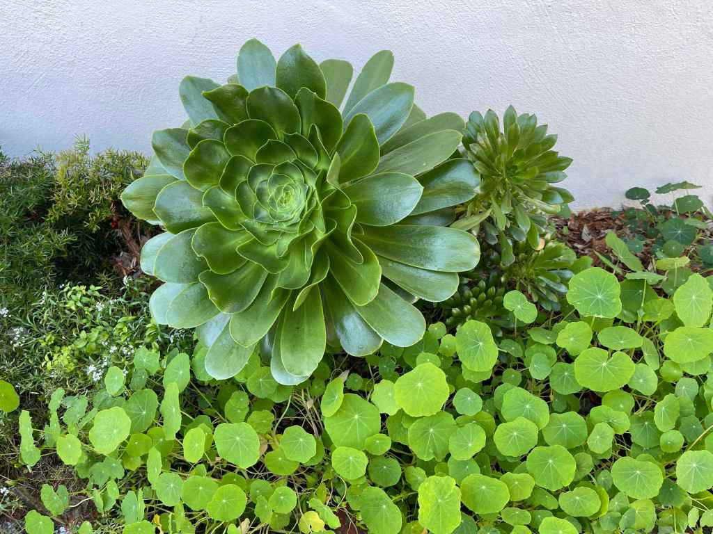 Small, young nasturtium leaves grown beneath a large succulent plant