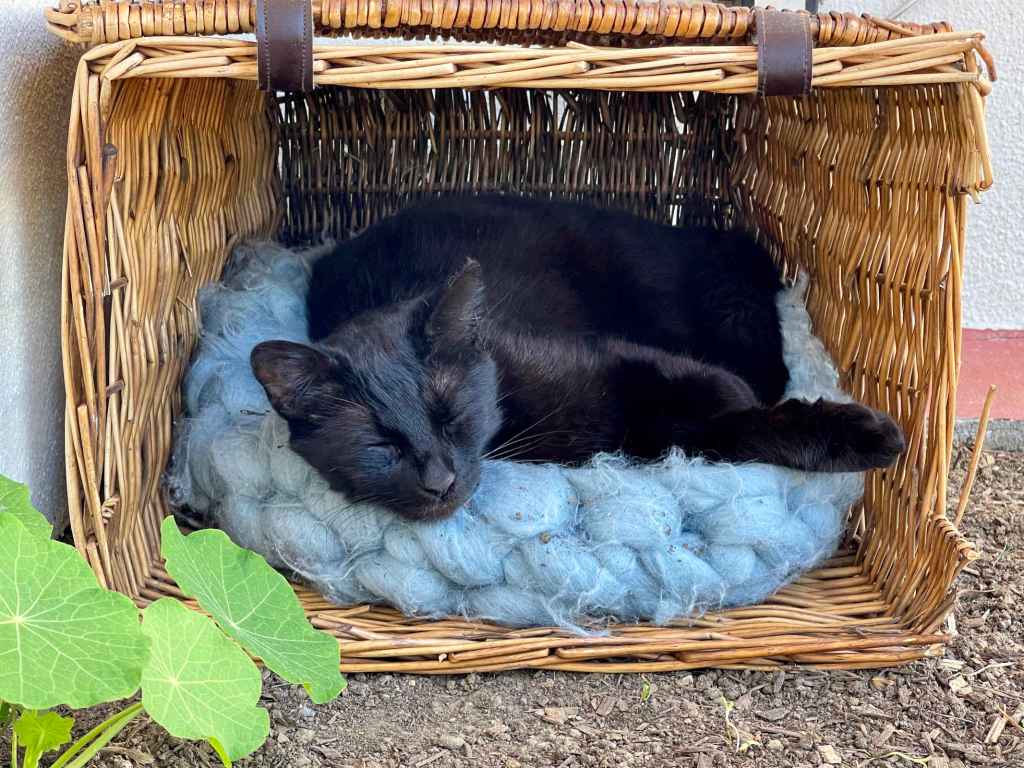 A black cat sleeps on a blue cat bed sitting inside a wicker basket lying on its side