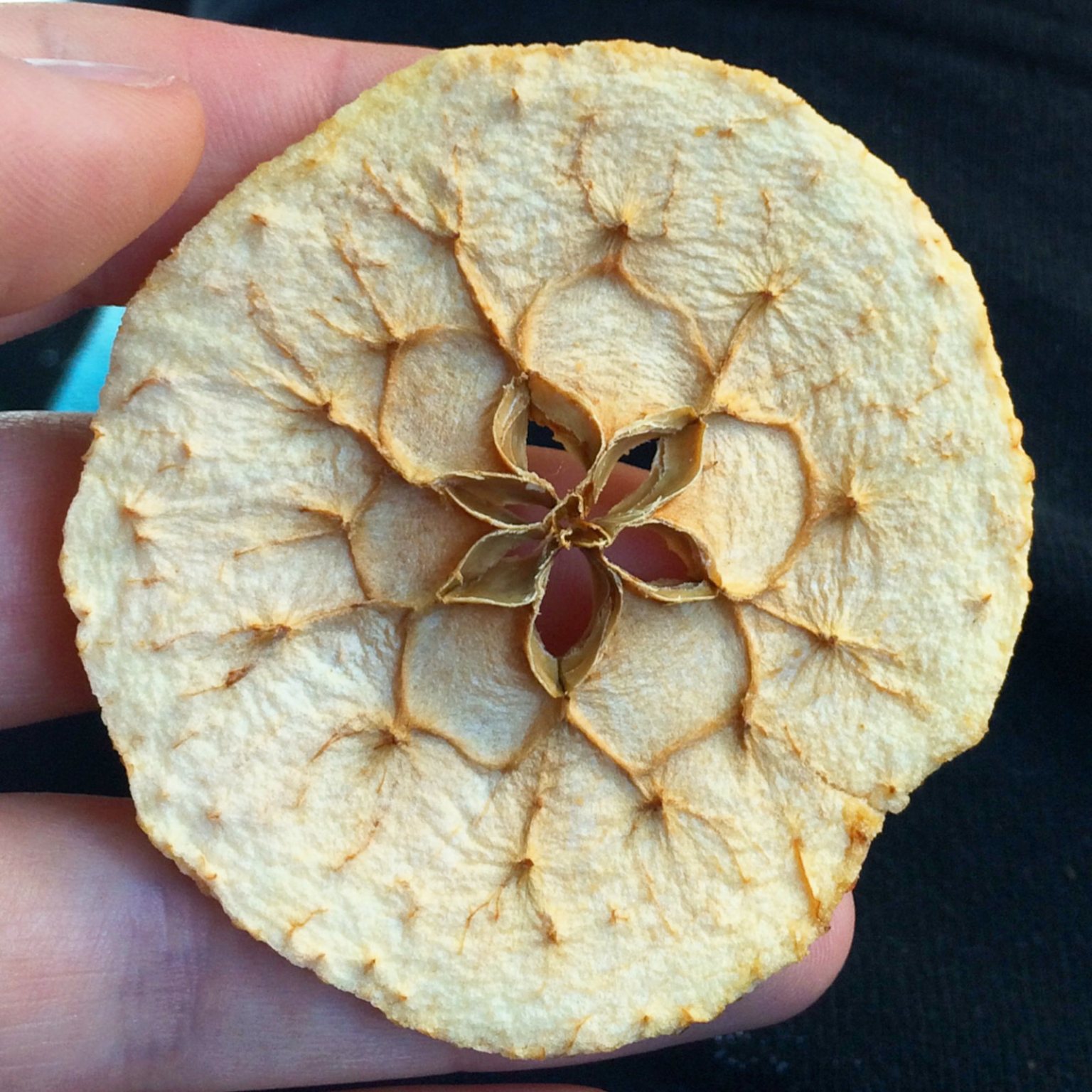 Fingers holding up a dehydrated slice of apple