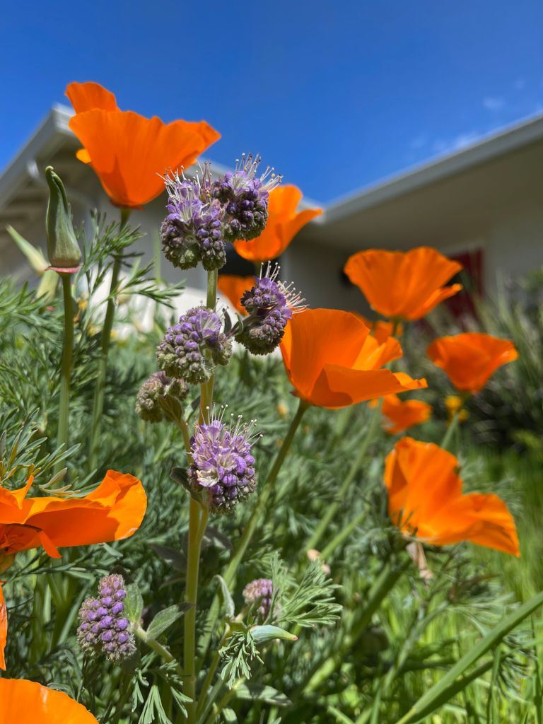 Close up of native California poppies and rock phacelia blooming