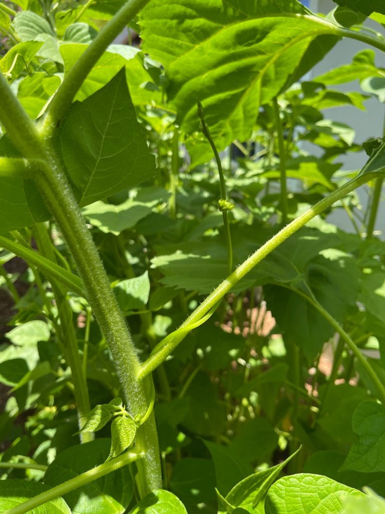A black bean plant has wrapped itself around a sunflower stalk for support