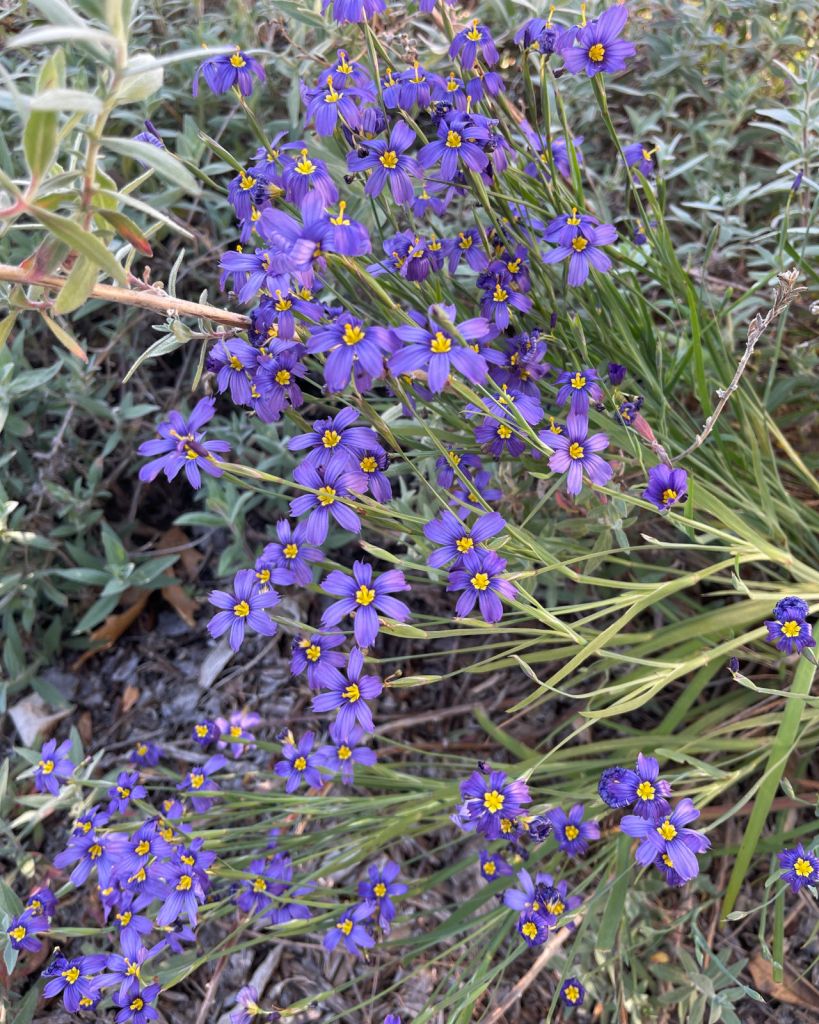 Blooming small purple flowers of a blue-eyed grass plant
